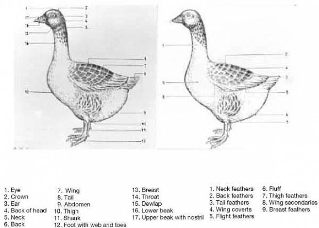 Duck rumps blir ofte skjult av brettede vinger