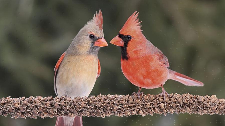 Deres spiseprosess kan hjelpe fuglekikkere til å bli mer kunnskapsrike om de beste matvarene for fugler