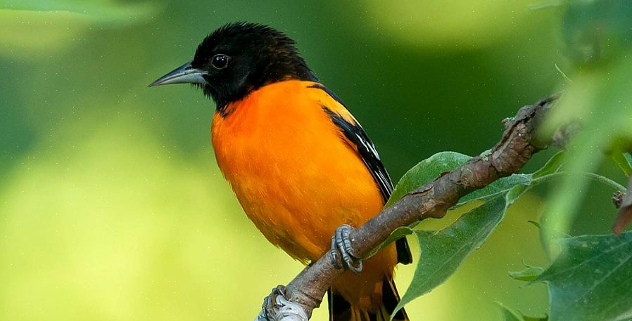 Baltimore oriole er en strålende farget oransje sangfugl velkommen i mange hager