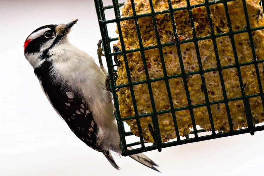 Er det også mulig å tilby suet uten spesialmatere