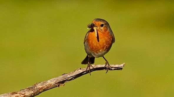 Så hva spiser robins