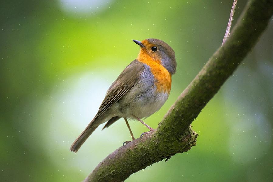 Europeiske robins er utbredte troster