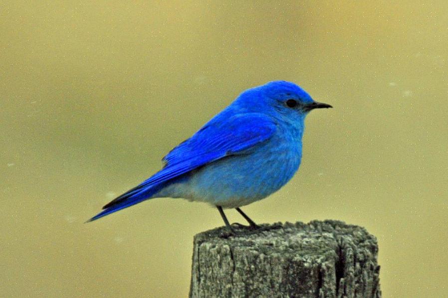 Østlige blåfugler tilhører fuglefamilien Turdidae
