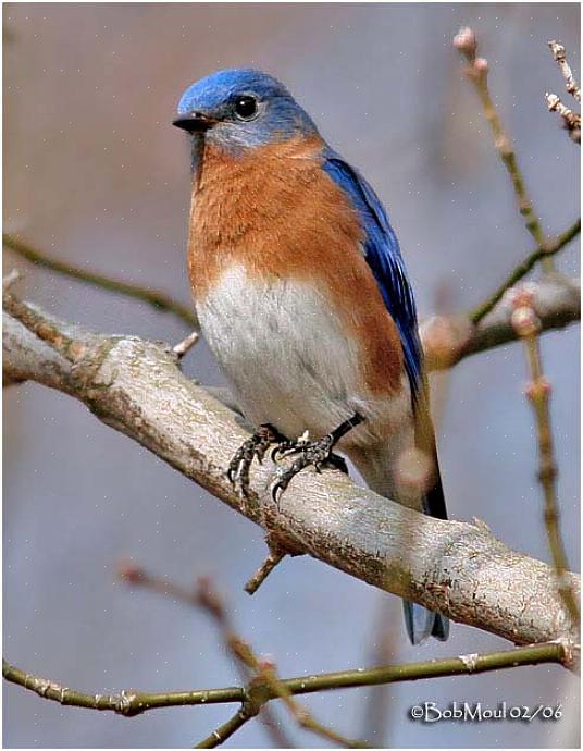 Eastern bluebird identifikasjon