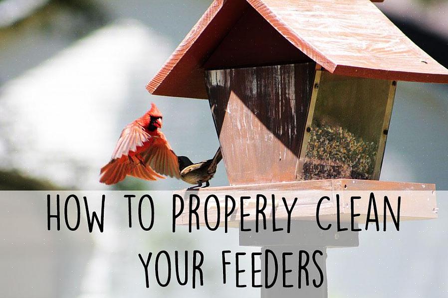 Fuglekikkere som vet hvordan de skal rengjøre et fuglehus