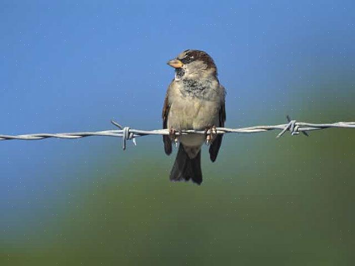 Gråspurv kan forårsake mange problemer for innfødte fugler