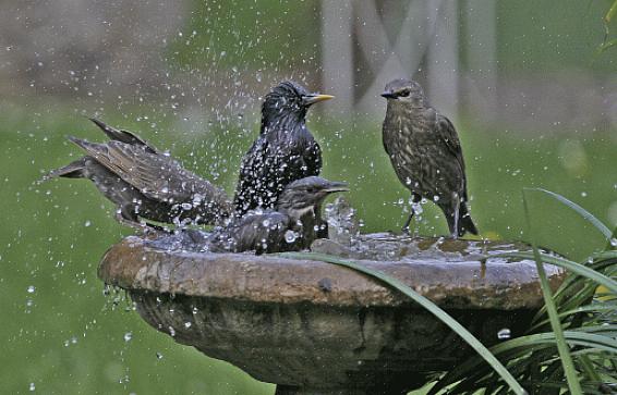 Rengjør fuglebad regelmessig med en svak blekemiddeloppløsning