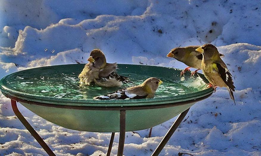 De fleste fuglekikkere antar at ethvert fuglebad er nyttig