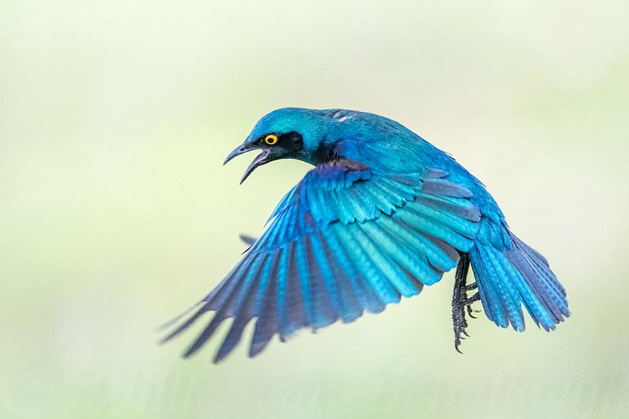 Større blå-eared starling identifikasjon