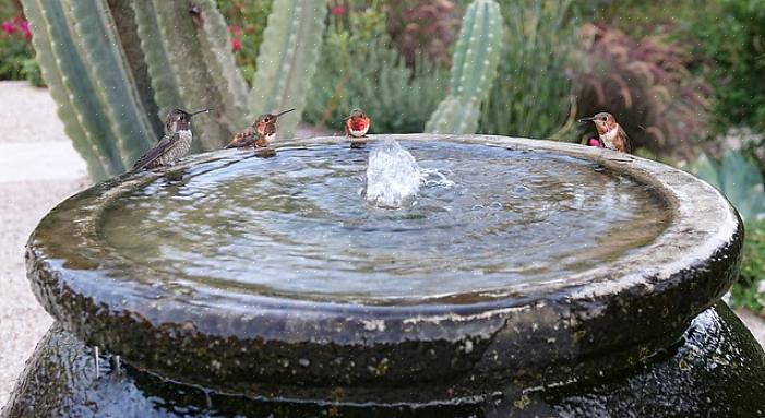 Plasser fuglebadet under takrenns nedløp