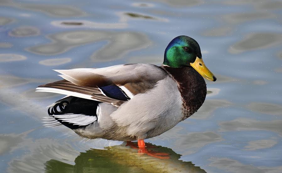 Selv om de blander seg i blandede flokker med stokkand