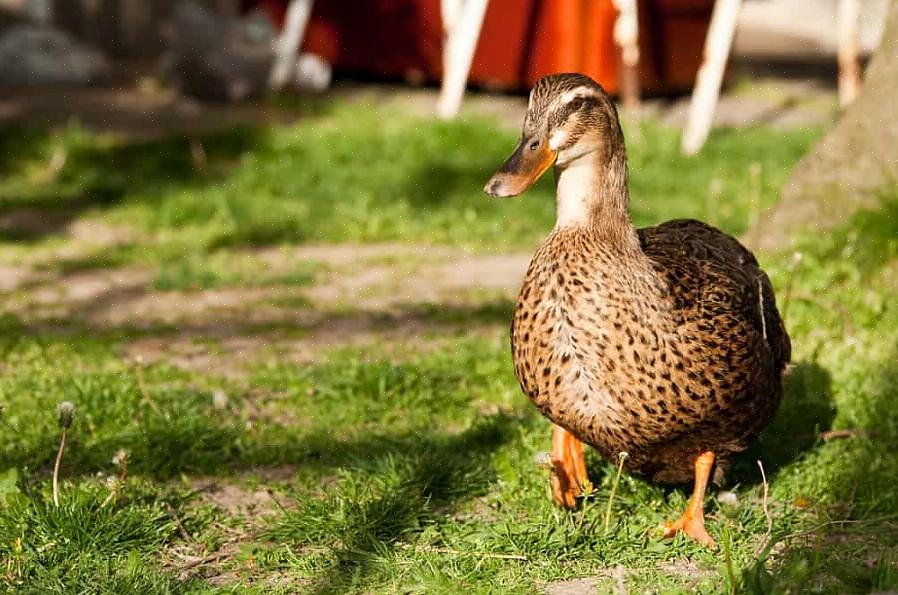 Hvordan tiltrekke bakgården ender