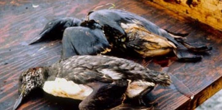 Å forstå hvordan olje påvirker fugler kan øke bevisstheten om hvor farlig oljesøl eller lignende
