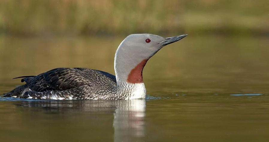 Red-Throated Loon