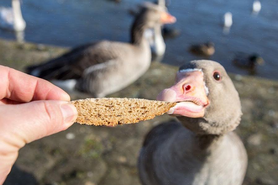 Brød inneholder veldig lite protein