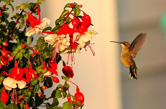 Blomster med nektar for å tiltrekke kolibrier Hvorvidt hver blomst vil være egnet for kolibrier