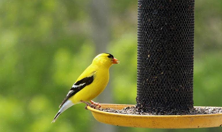 Fugler kan konsumere kjemiske granuler