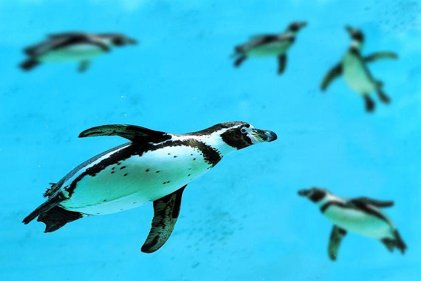 Fordi pingviner kosthold er avhengig av sunne havhold