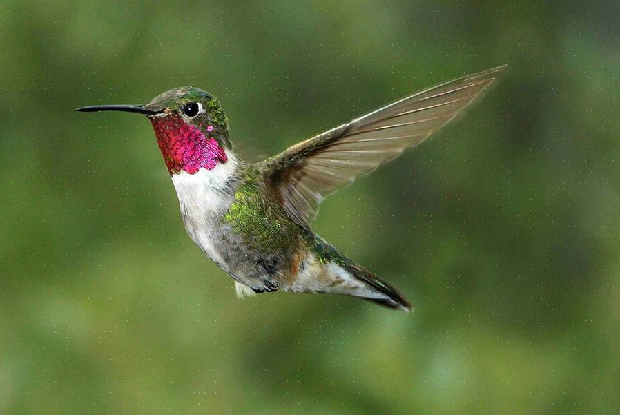 Hummingbird-regninger er tynne for å teste dypt inn i blomster for å nippe til nektar