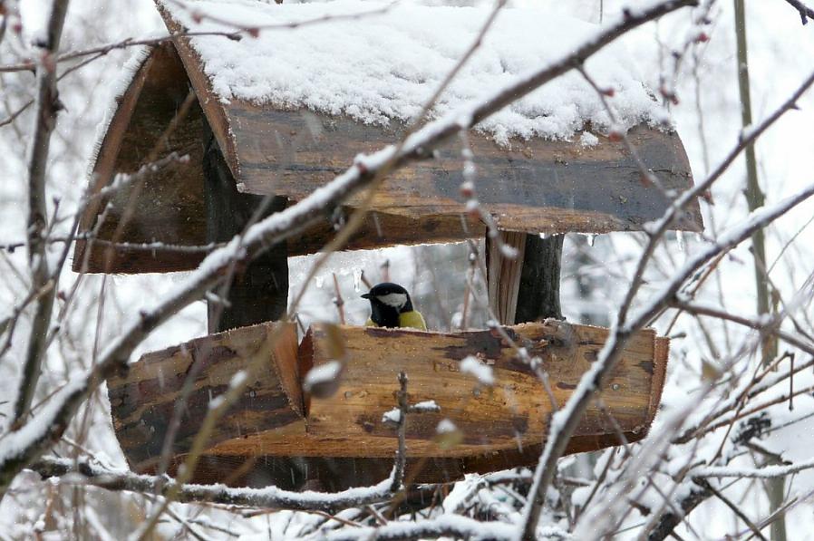 Til tross for å ta alle nødvendige skritt for å beskytte vinterfuglmatere