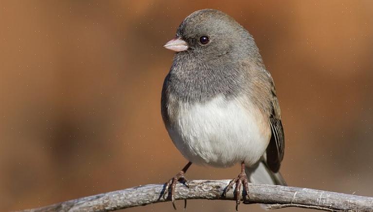 Juncos besøker lett fuglevennlige bakgårder