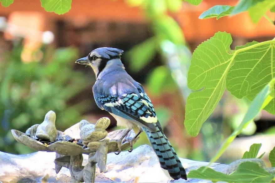 Bakgårdsfuglere som forstår jays 'oppførsel