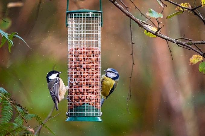 Jays er medlemmer av Corvidae-familien