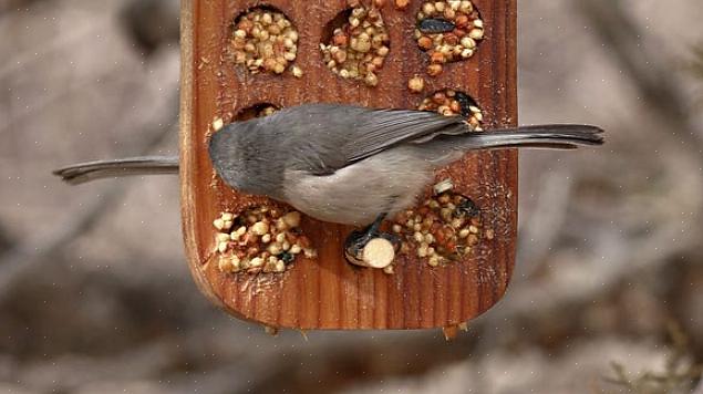 Enkel mat å tilby hagenes fugler som har en søt tann