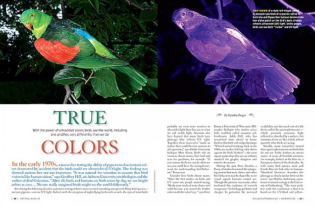 Å forstå hvordan fugler ser farger kan hjelpe fuglekikkere å dra nytte av den sansen for å bedre sette pris