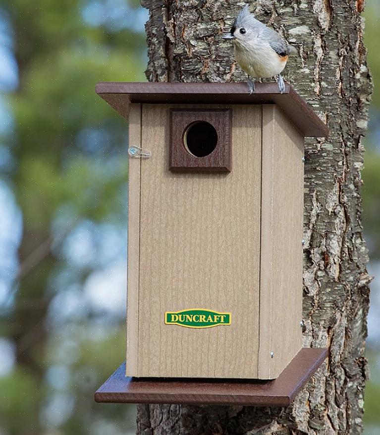 Å gi naturlig ly i bakgården er en ideell måte å tiltrekke fugler til en trygg