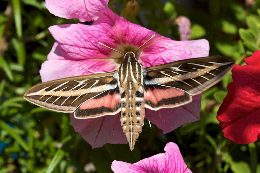 Hummingbird-møll er fantastiske bedragere som kan se slående ut som disse populære fuglene