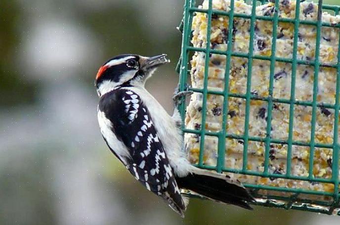 Suet er animalsk fett som har blitt gjengitt for å danne harde kaker