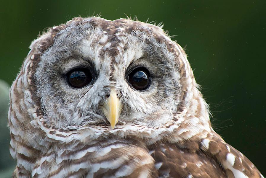 Strigidae ugler er de typiske ugler eller ekte ugler