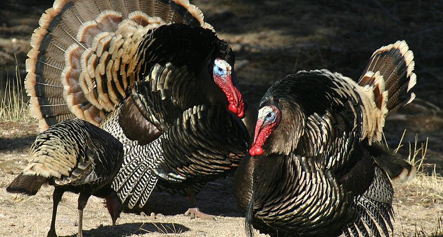 I 1973 ble National Wild Turkey Federation (NWTF) grunnlagt med et oppdrag som inkluderer bevaring