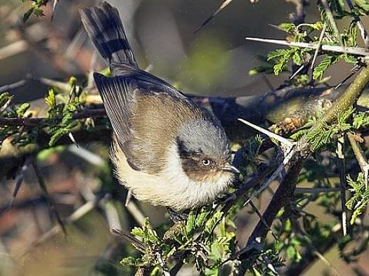 Bushtit bevaring