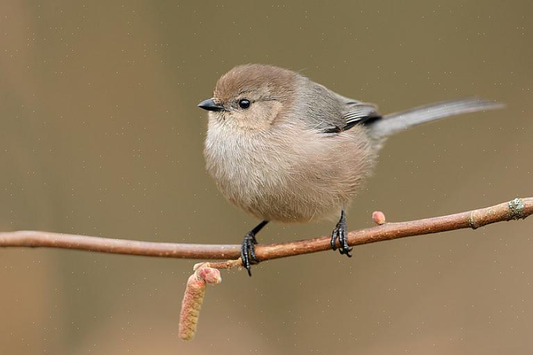 Bushtit habitat og utbredelse