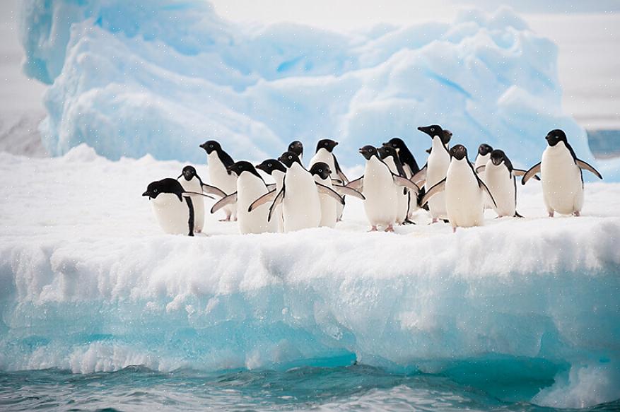Vilde pingviner kan bli funnet på fire forskjellige kontinenter hvis fuglekikkere vet