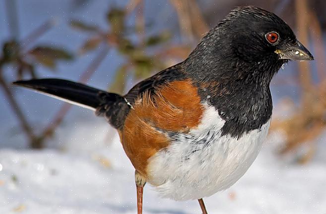 Mens flekkete towhees har flere hvite flekker på kappen