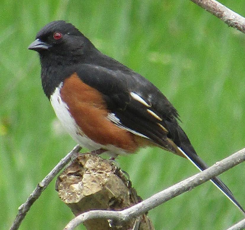 Eastern towhees er altetende fugler som benytter seg av et bredt spekter av matkilder