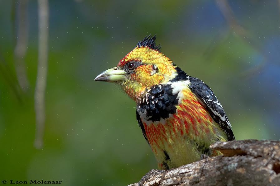 Crested barbets er veldig vokalfugler med en skingrende