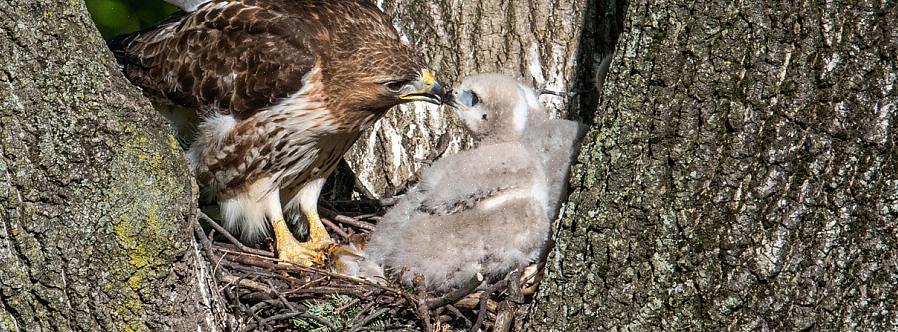 Men fordi dette buteo-medlemmet av Accipitridae-familien har mange fjærdraktfarger