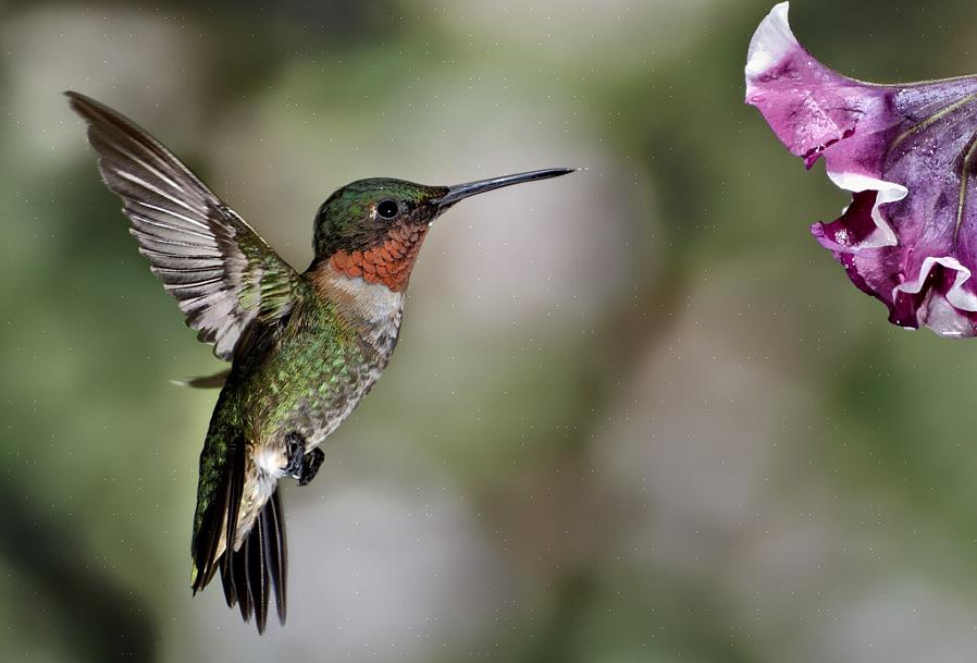 Den mannlige ruby-throated kolibrien har en lys rød hals