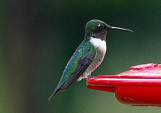 Flankene til unge hann-ruby-throated kolibrier er grågrønne