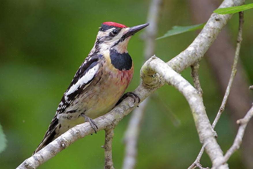 Picidae-fuglefamilien inkluderer mer enn 250 arter av hakkespett