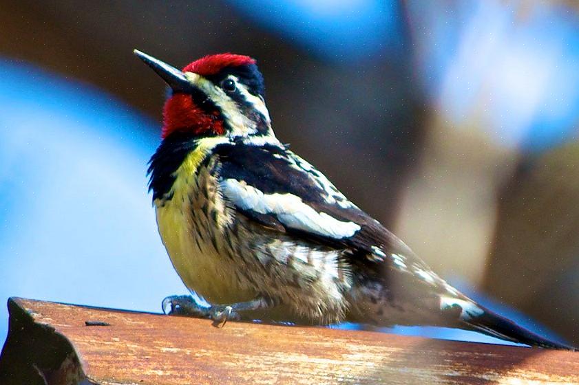 Yellow-Bellied Sapsucker