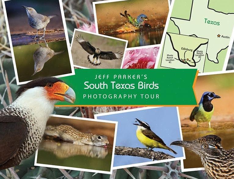 Dette gjør mange fugler i Sør-Texas populære målarter for besøkende fuglekikkere