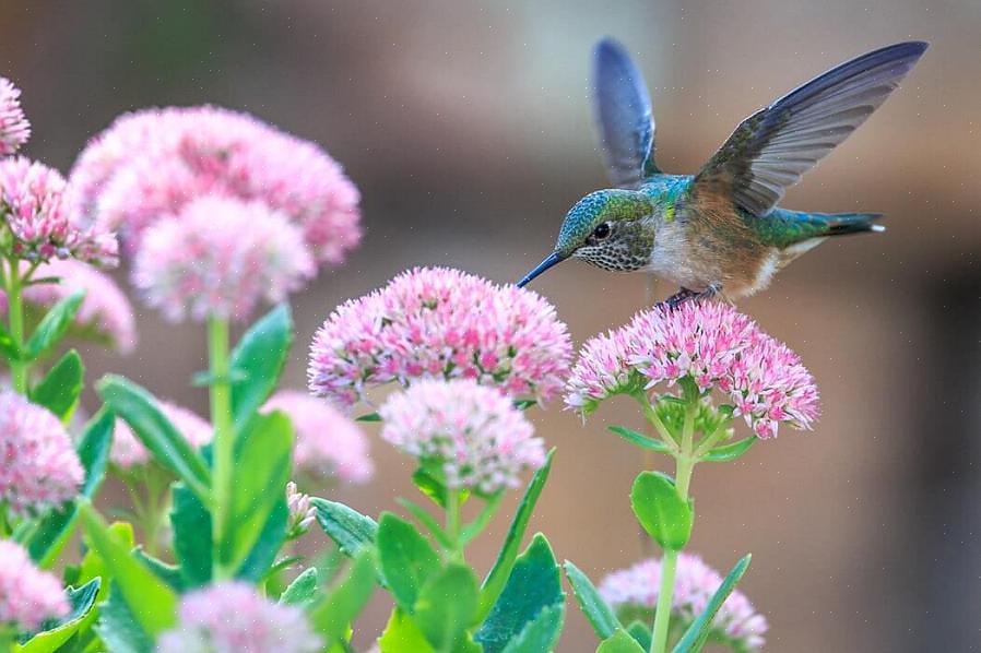 Å legge til kolibrier i livslisten din kan være enklere enn du tror når du først har forstått hvor utbredte