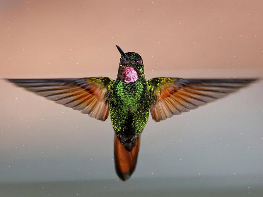 Ønskelige tillegg til enhver birder livsliste