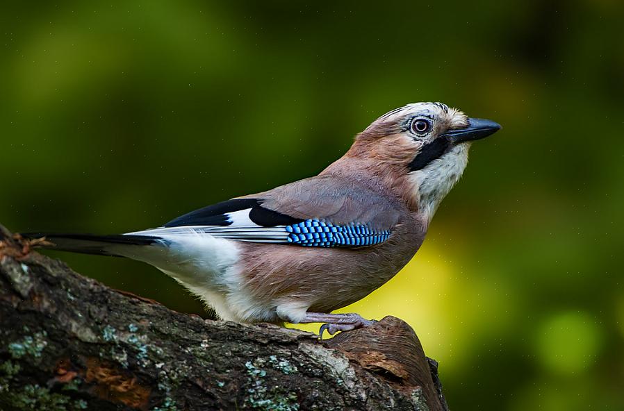 Black-Crowned Jay