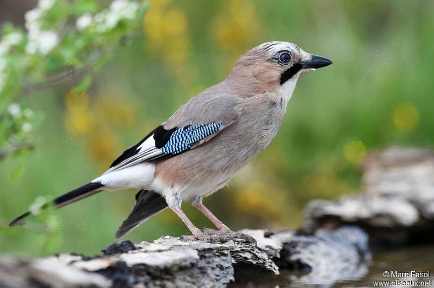 Under fôring samler eurasiske jays insekter fra løvverk eller skurer bakken etter nøtter